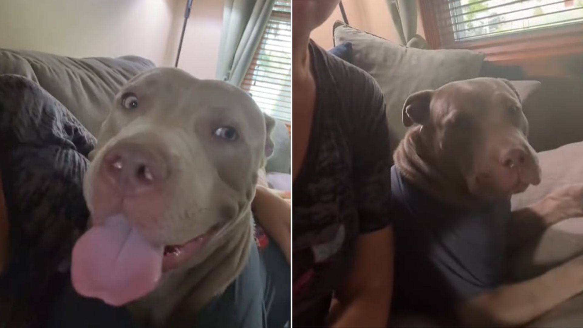 Illinois Woman Rescues Dog With Rope Around Her Neck And Changes Her Life Forever