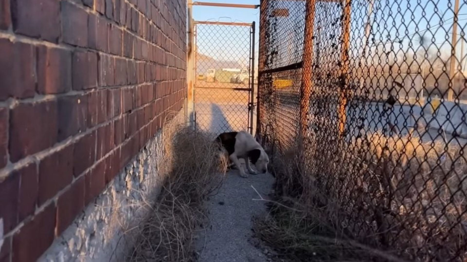 In Missouri, A Frightened Pittie Melts Into Her Rescuer’s Arms After A Gentle Gesture