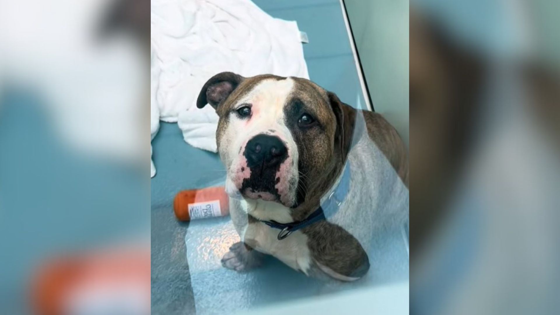 In New York, A Senior Shelter Pup Finds Love After Going Viral On Social Media