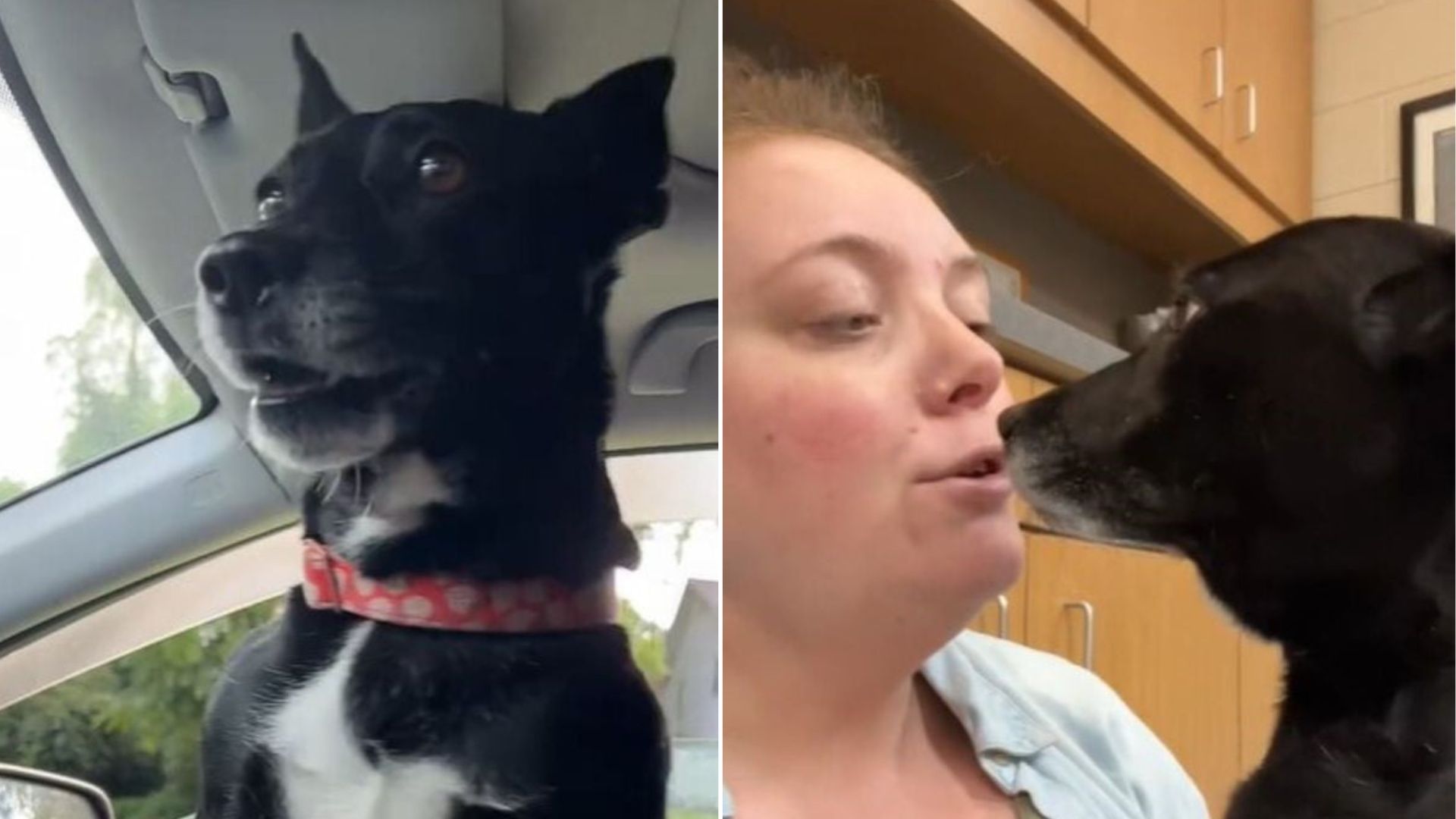 In Tennessee, A Shelter Pup’s Sweet Reaction Reveals What Home Means To Her