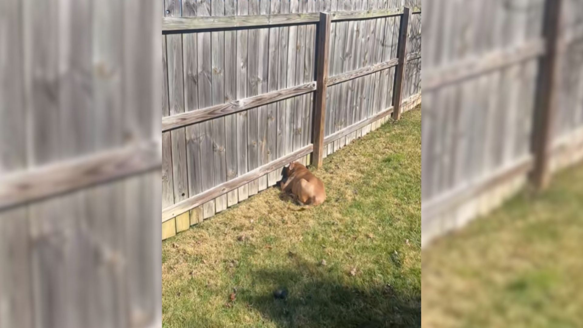 Internet Melts Over The Sweet Ways This Tennessee Dog Tries To Play With His Friend Next Door