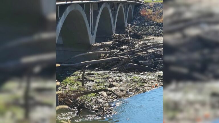 animal under bridge