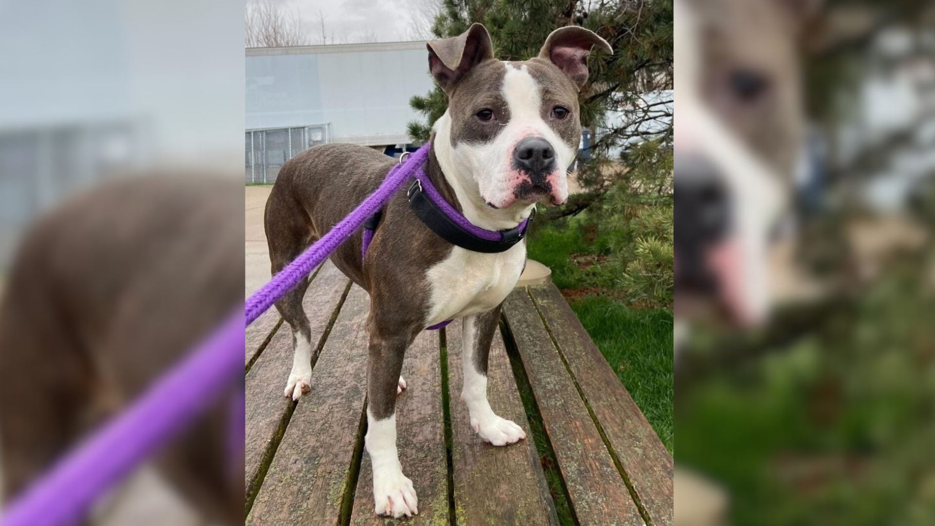 The dog is standing on the bench