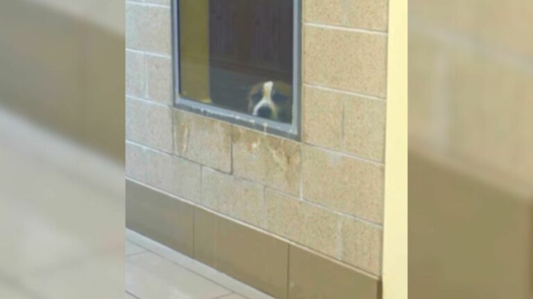 dog in shelter