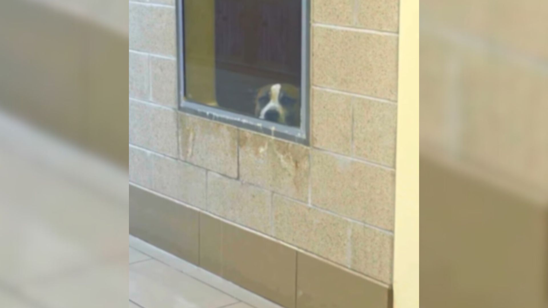 Kansas Dog Overlooked For 300 Days Keeps Staring Out Window Until Someone Finally Notices