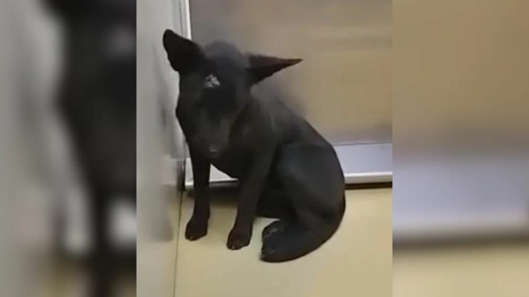 Kansas Rescue Team Watches A Broken Pup Slowly Discover That Humans Can ...