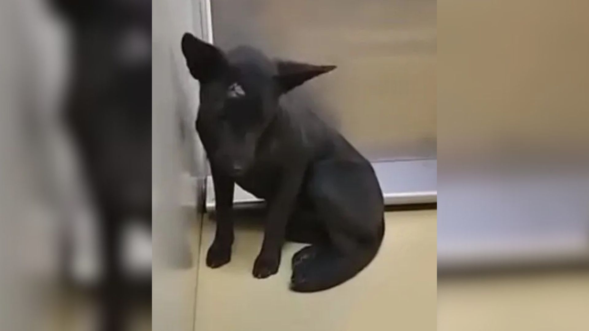 Kansas Rescue Team Watches A Broken Pup Slowly Discover That Humans Can Be Kind