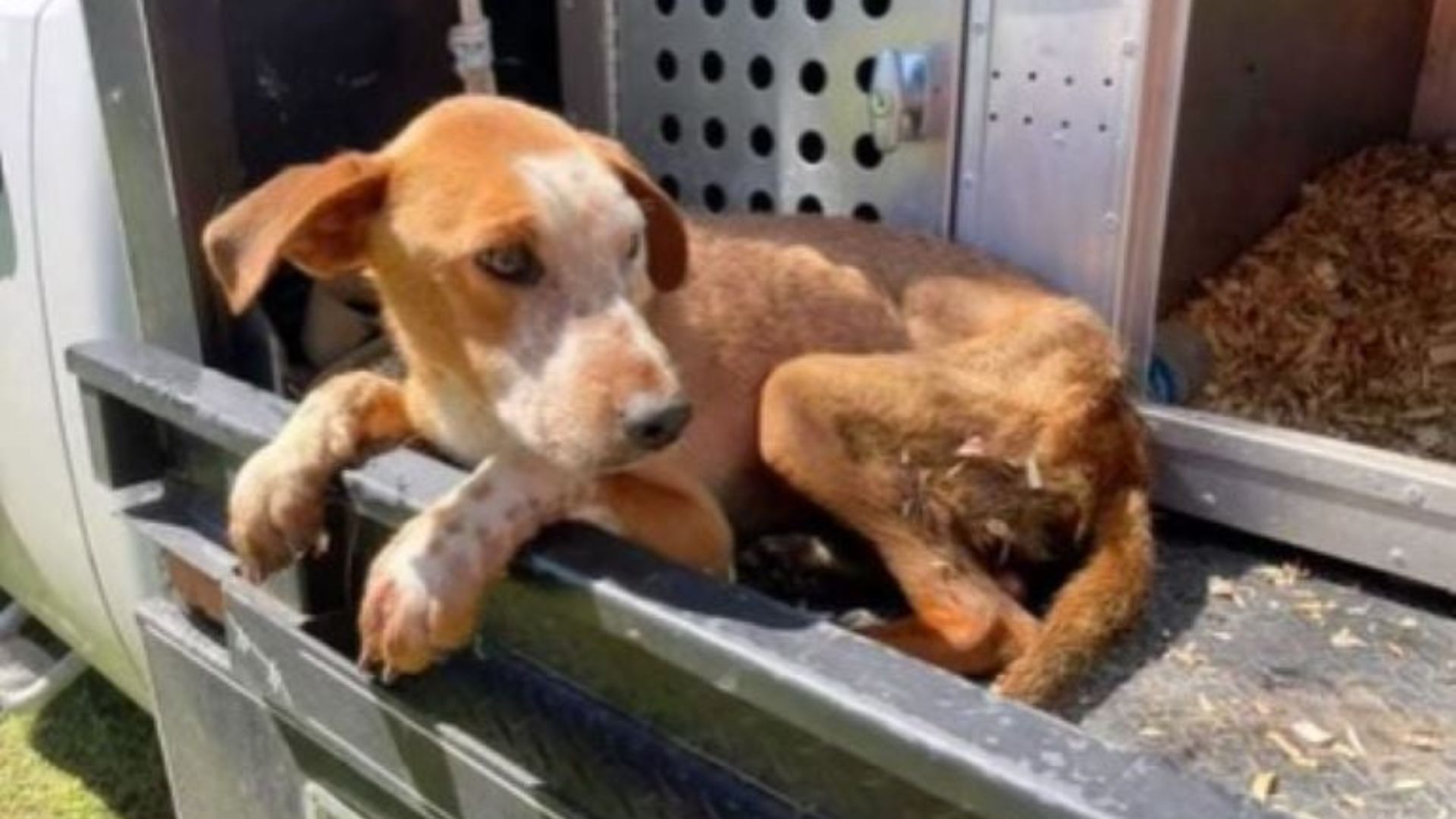 Kansas Workers Hear Whimpering Underground And Make A Shocking Find