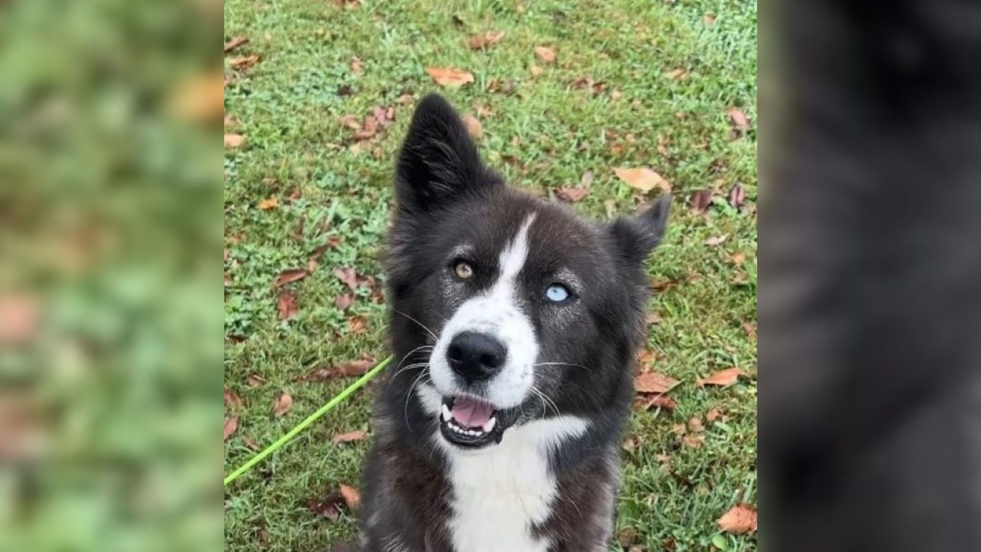 Kentucky Border Collie Waits 748 Days In Shelter, And Then Something Unexpected Happens