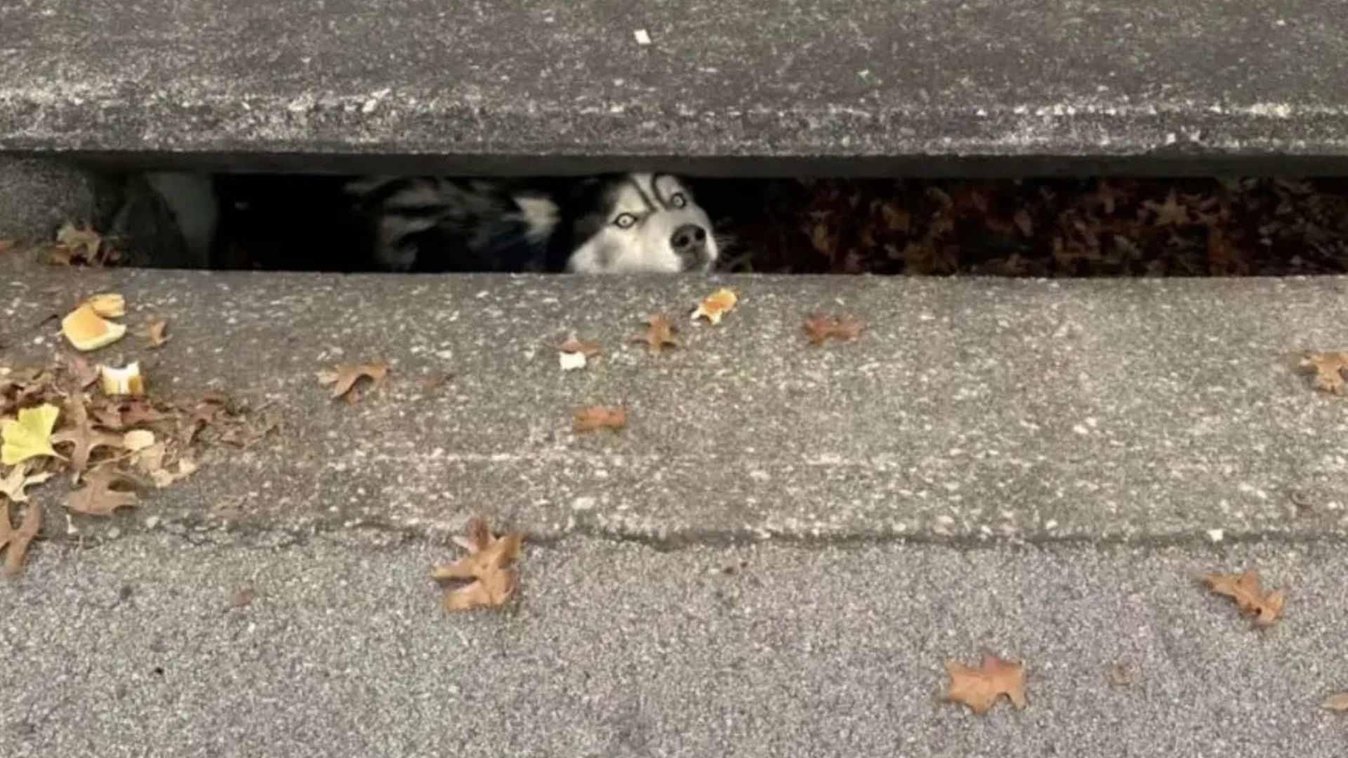 Kentucky Husky Trapped In A Drain Finds Safety And Joy After Dramatic Rescue