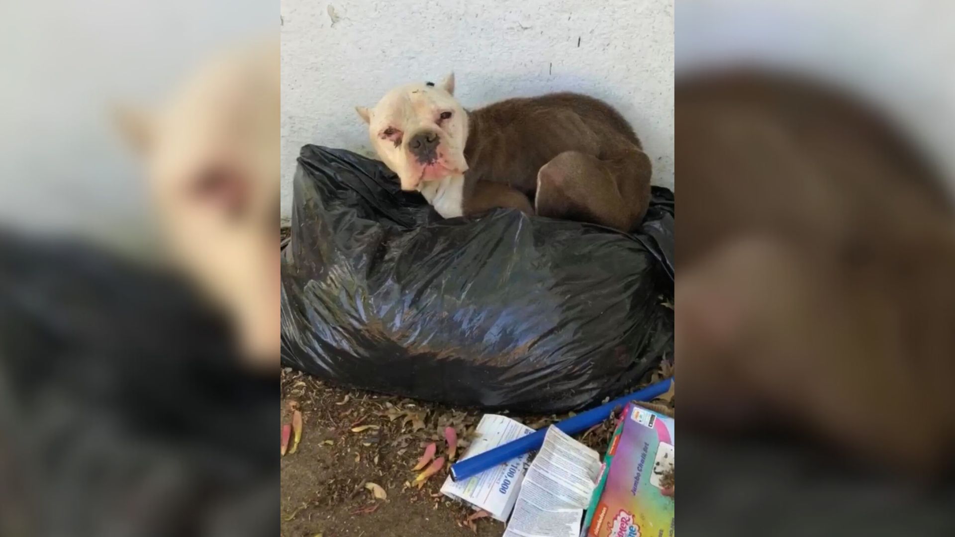 Kentucky Rescuer Follows A Gut Feeling And Arrives Just In Time To Save A Life From The Brink