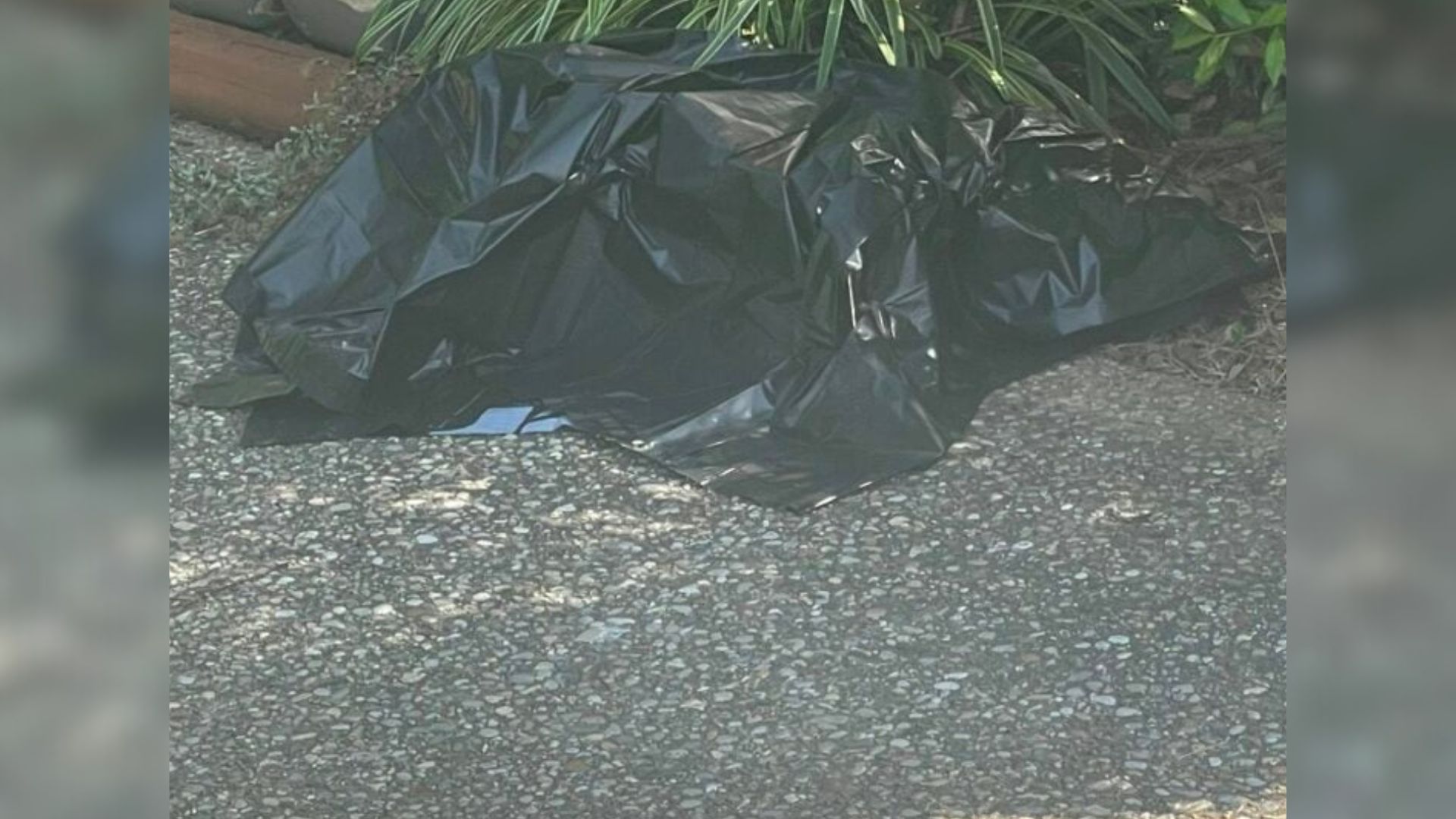 Kentucky Resident Opens A Plastic Bag And Confronts A Scene She Never Expected