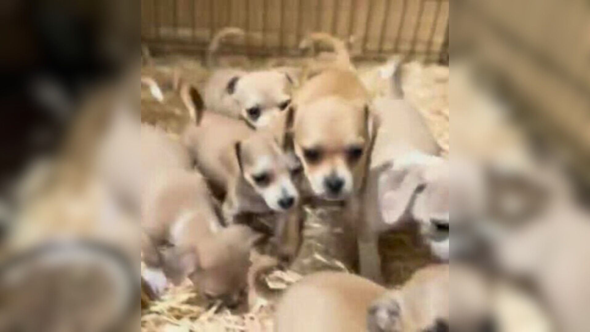 Left Behind In Texas, Mama Dog Guards 8 Puppies With All She Has