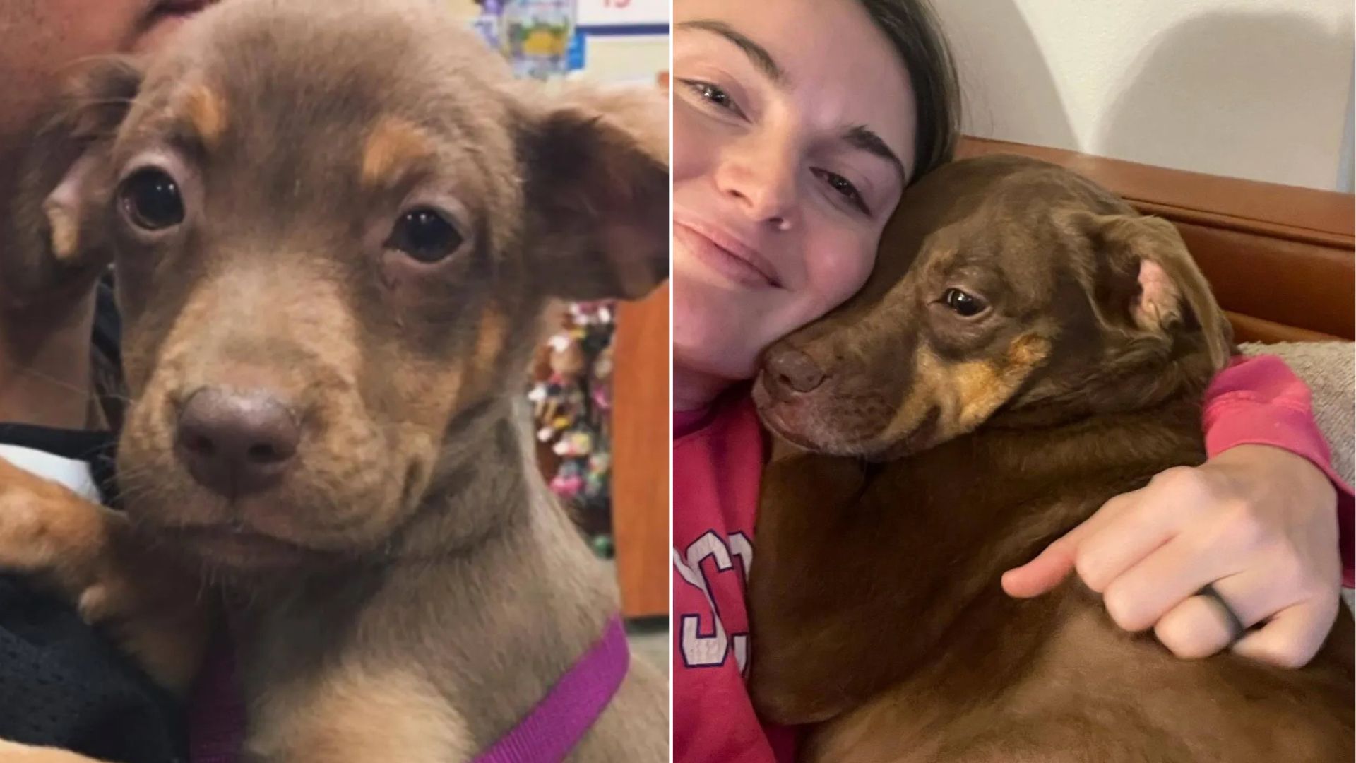 Lonely Georgia Stray Pup Finally Finds Family She Always Dreamed Of
