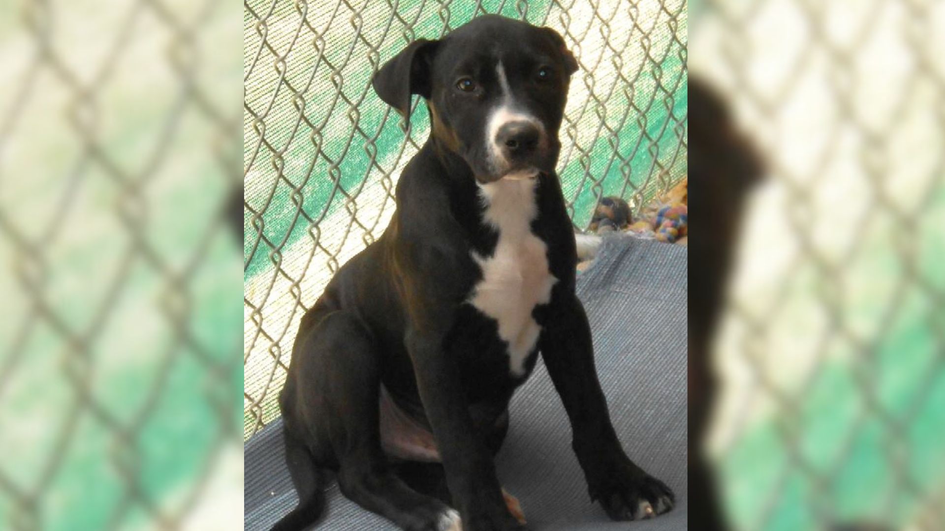 Lonely Shelter Dog In Texas Spends A Lifetime Hoping For A Family