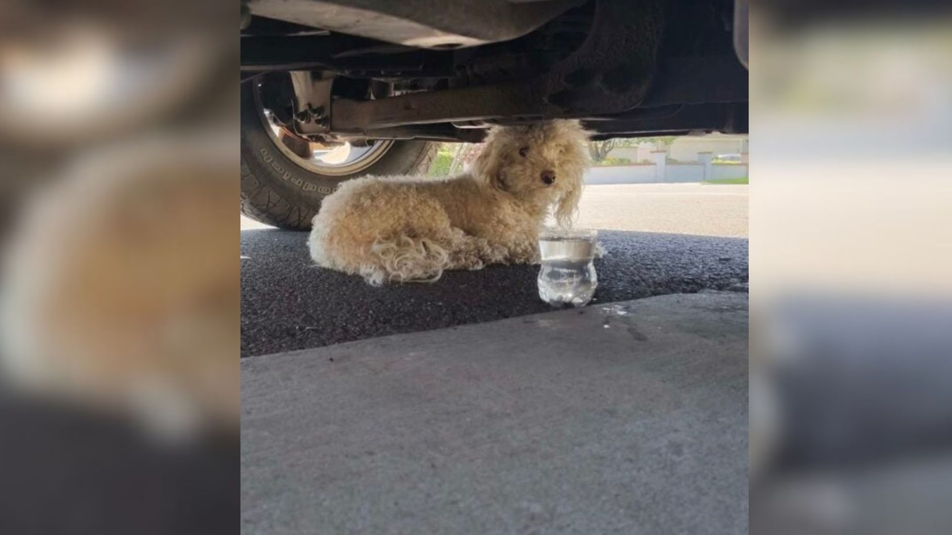 dog under truck