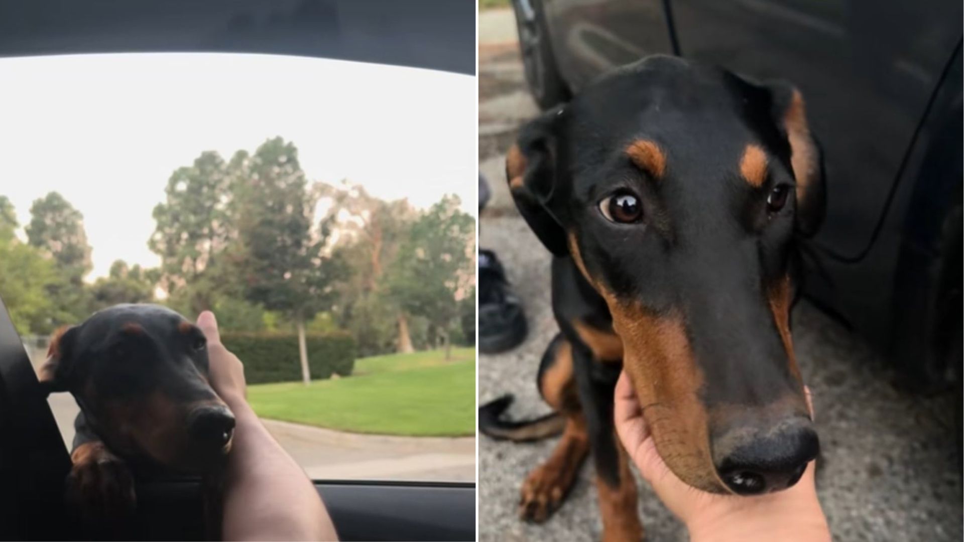 Lost Doberman Appears At California Couple’s Car Window And Steals Their Hearts