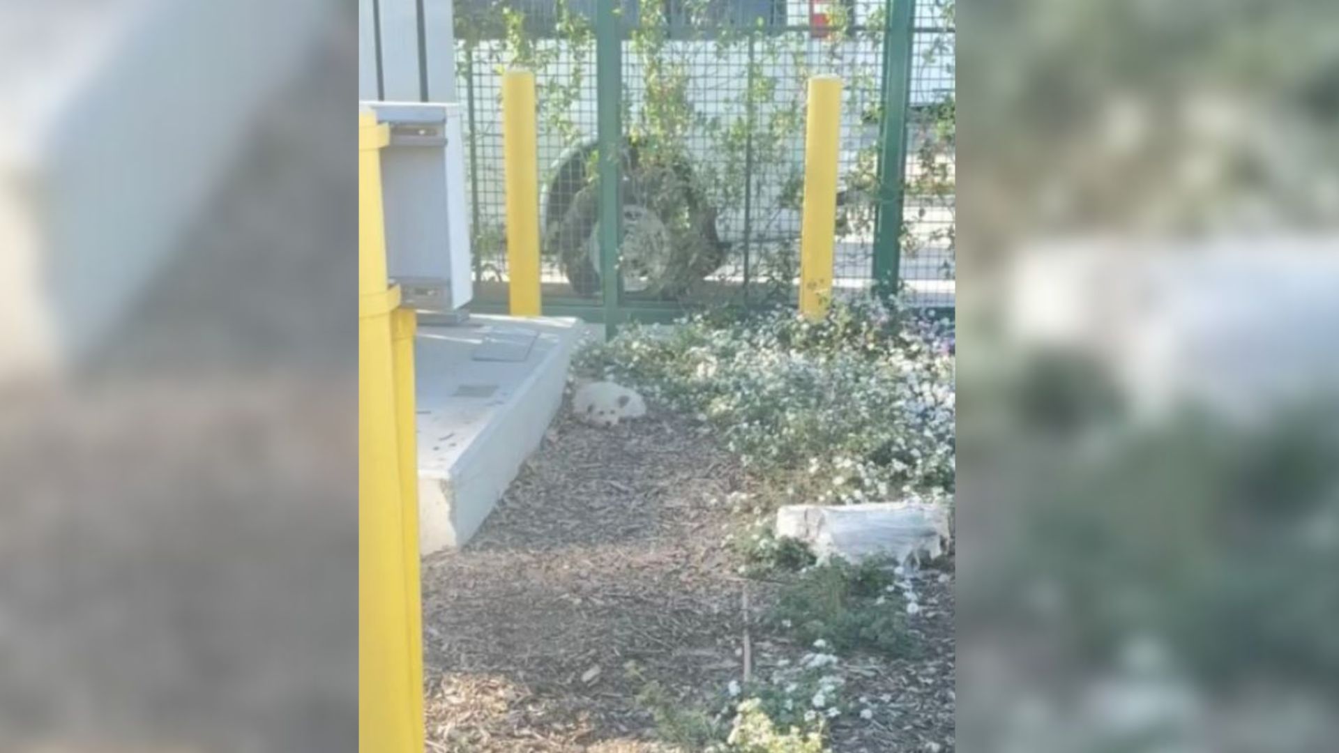Louisiana Dog Spends Weeks Alone At Dealership, But His Search For Family Leads To A Shocking Moment