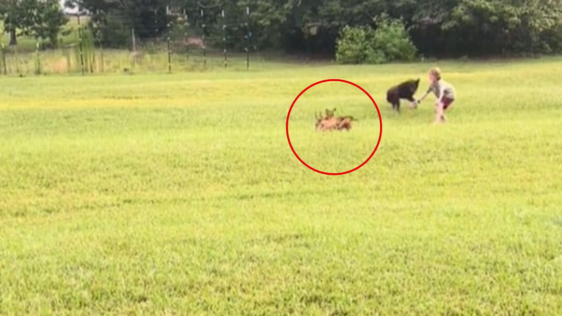 Louisiana Home Becomes A Safe Haven As Stray Puppies Keep Appearing Out Of Nowhere