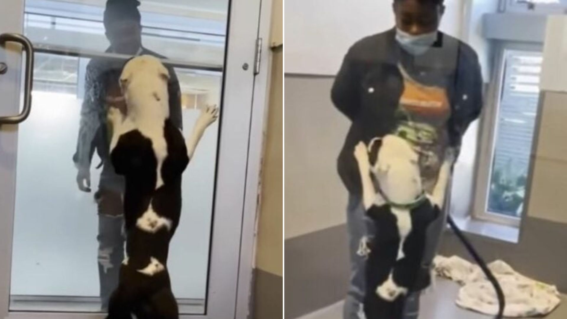 Louisiana Pup’s Fearful Silence Finally Makes Sense When His True Story Is Revealed