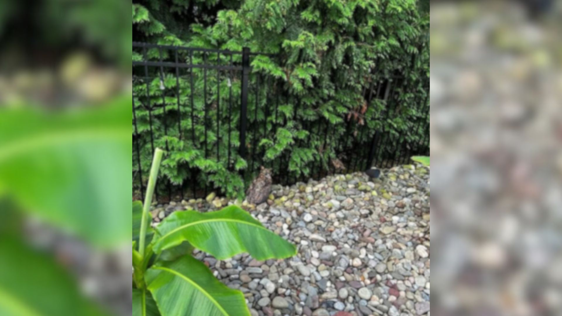 Louisiana Rescuers Were Stunned To Find A Little Animal With Something Strange Around Its Neck