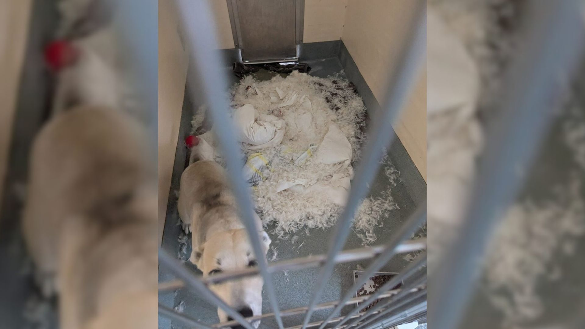 Louisiana Shelter Pup Stuns Staff With Her Feathers-Driven