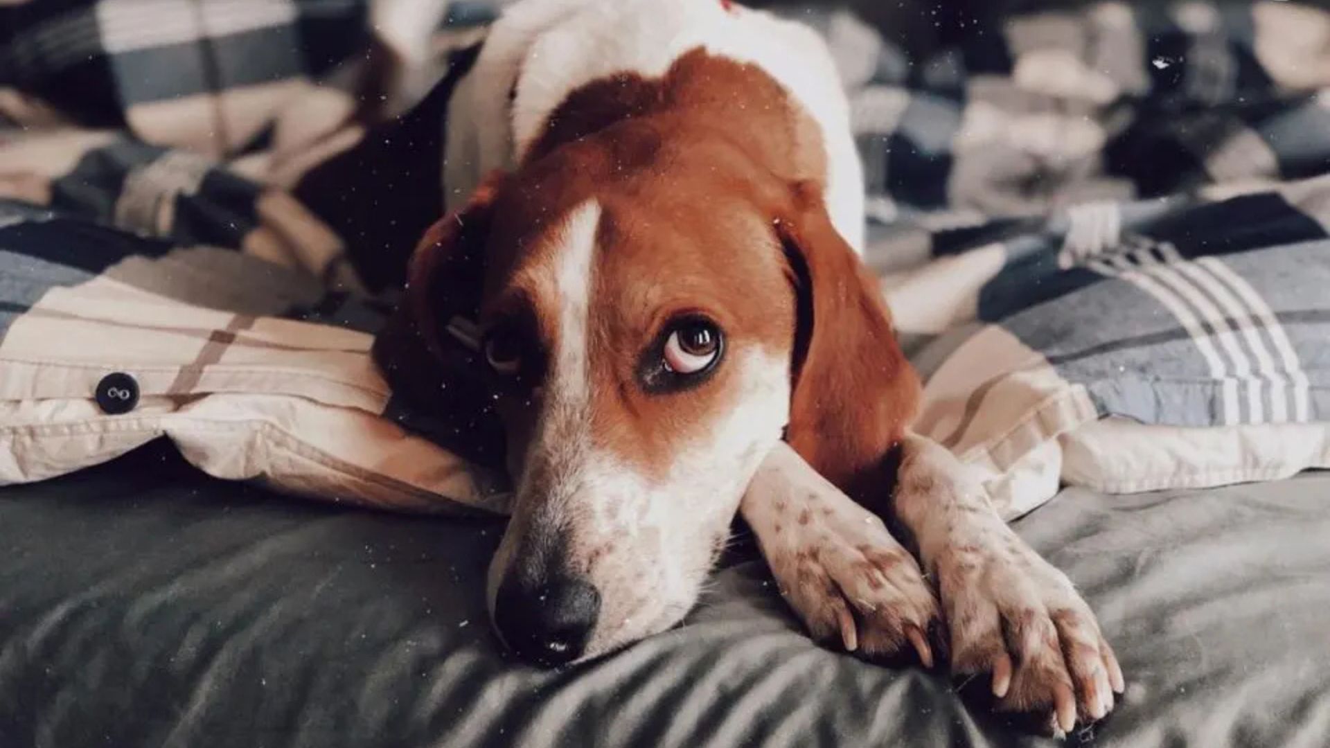 The imaginary dog ​​is lying down