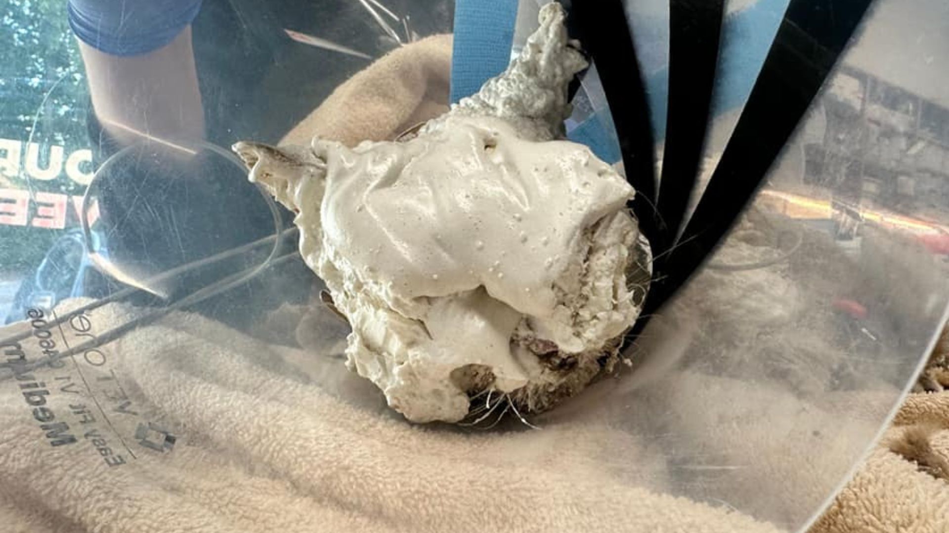 Massachusetts ER Vets Stunned To Discover What Was Trapped Beneath The Foam