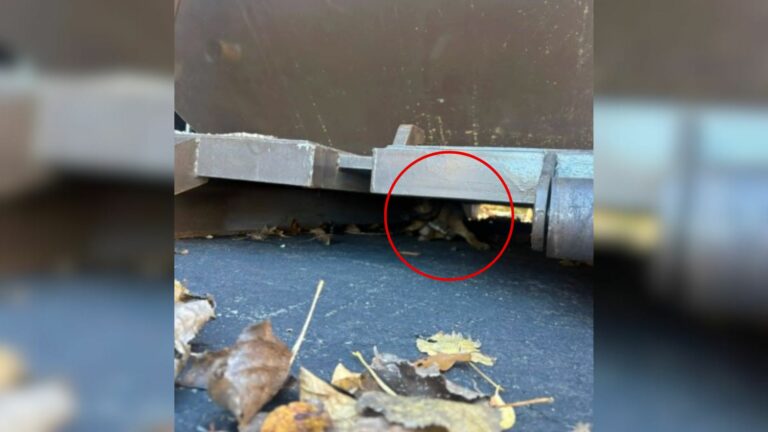dog under dumpster