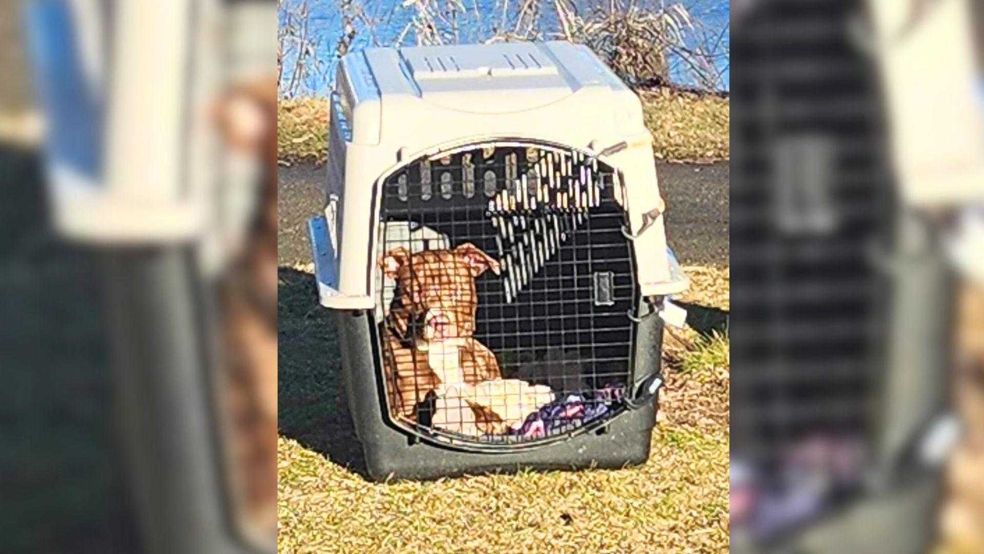 Michigan Dog Abandoned Beside His Belongings Holds Onto Dreams Of A Family To Cherish Him