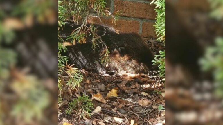 animal on ground