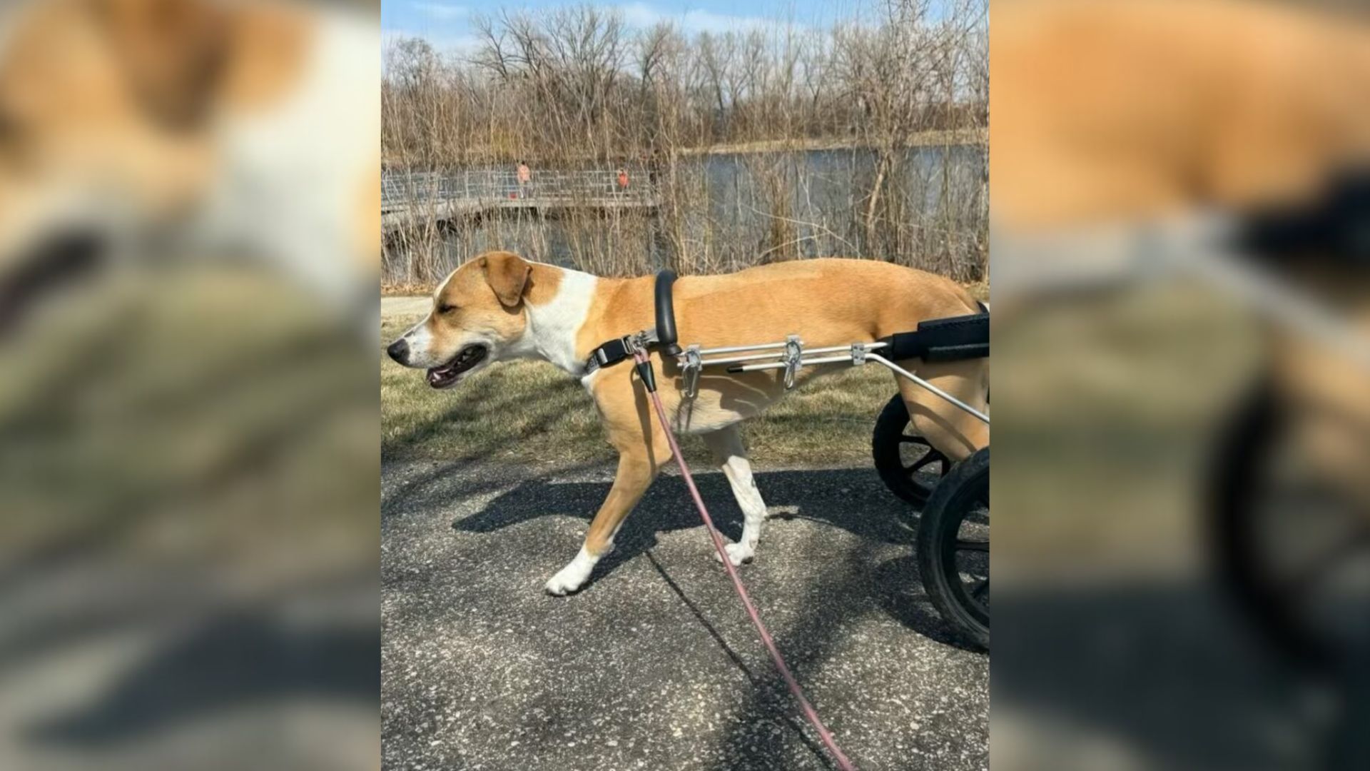 paralyzed dog
