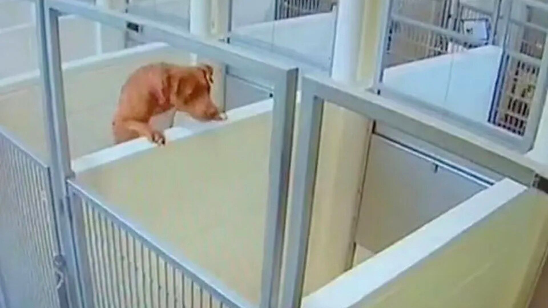 Minnesota Pittie Makes Daring Escape To Reach Her Best Friend, Showing Unbreakable Loyalty