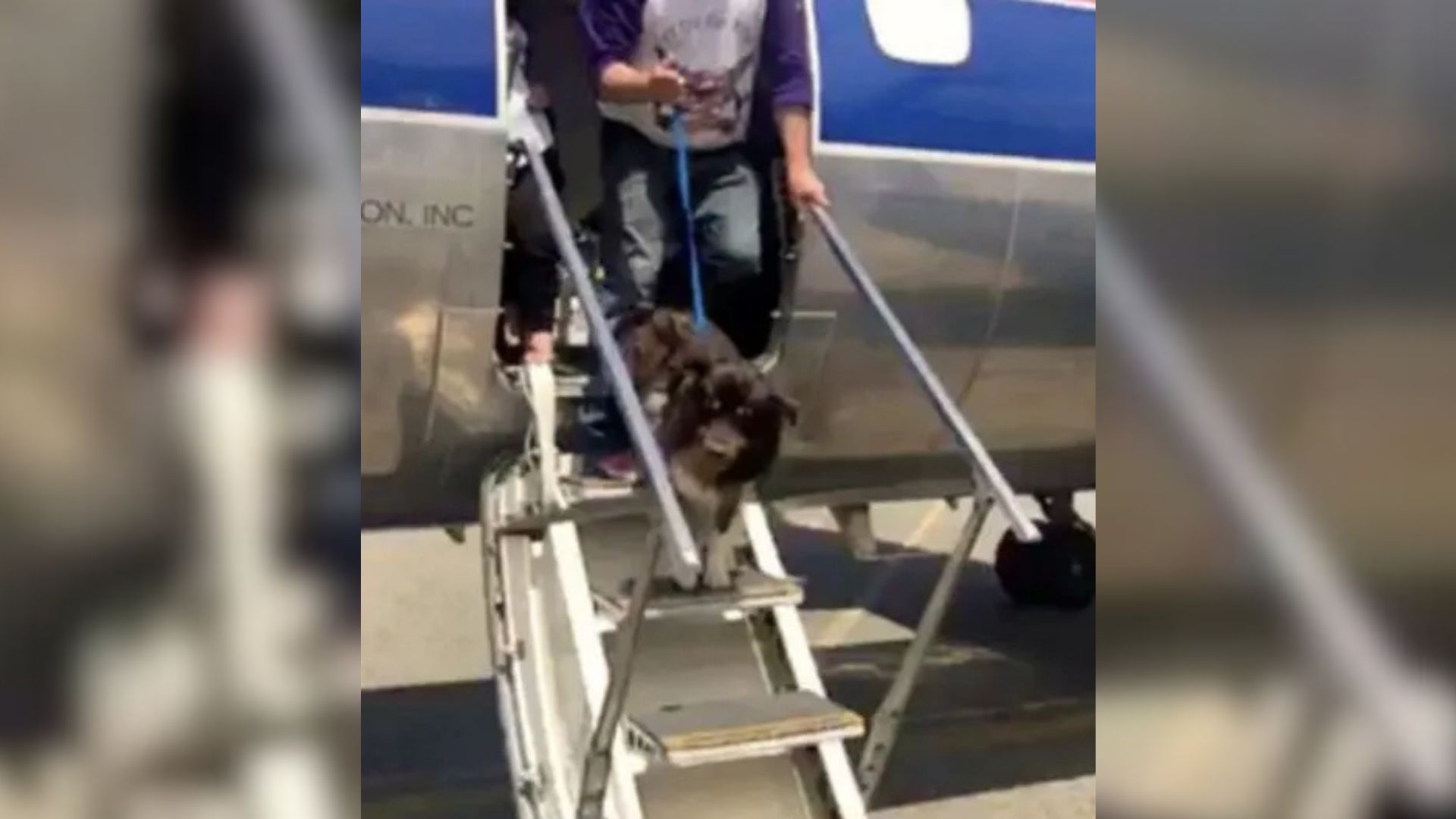 dog on airplane