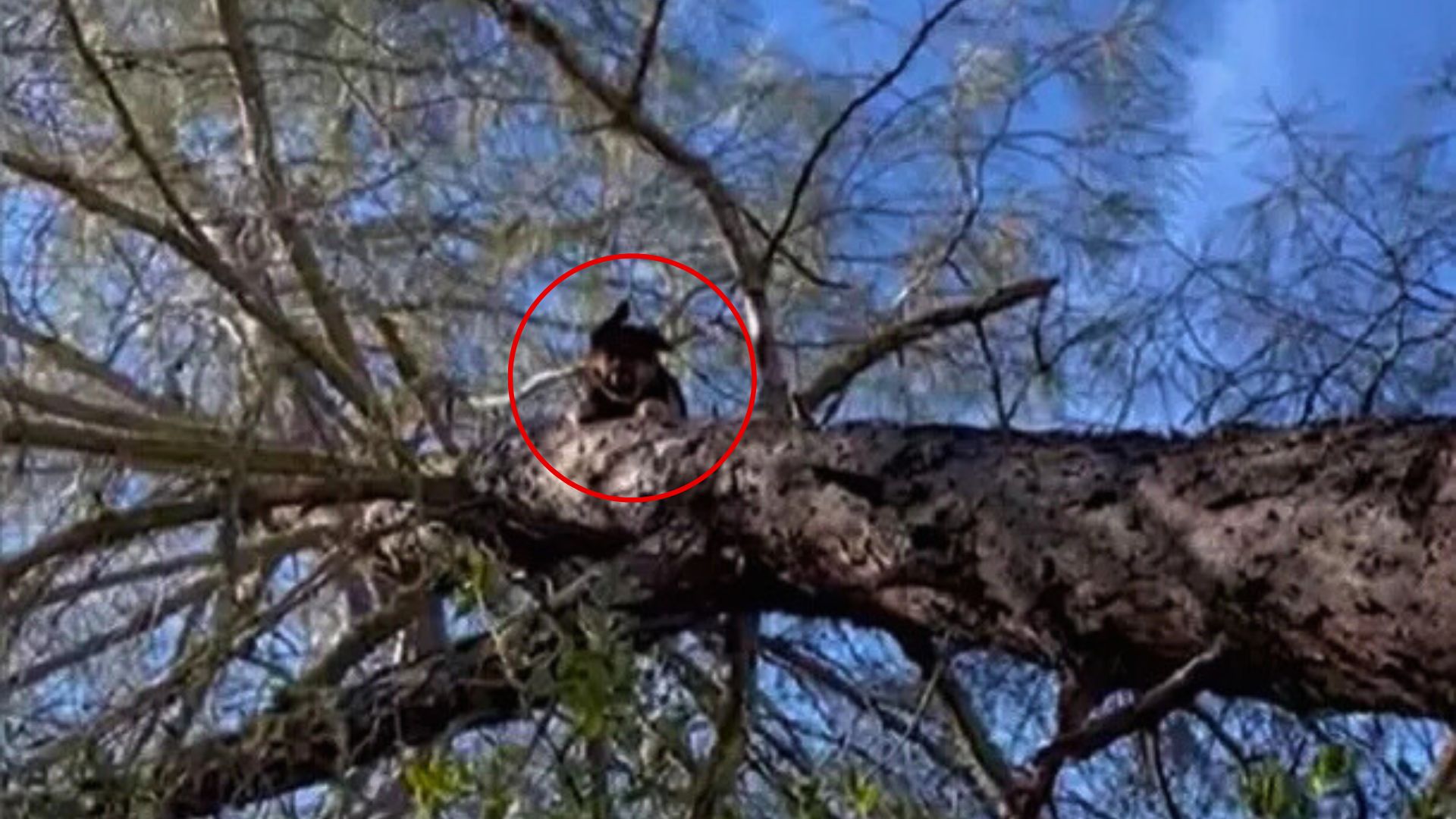 Missing German Shepherd In California Turns Up Somewhere That Leaves Everyone Stunned