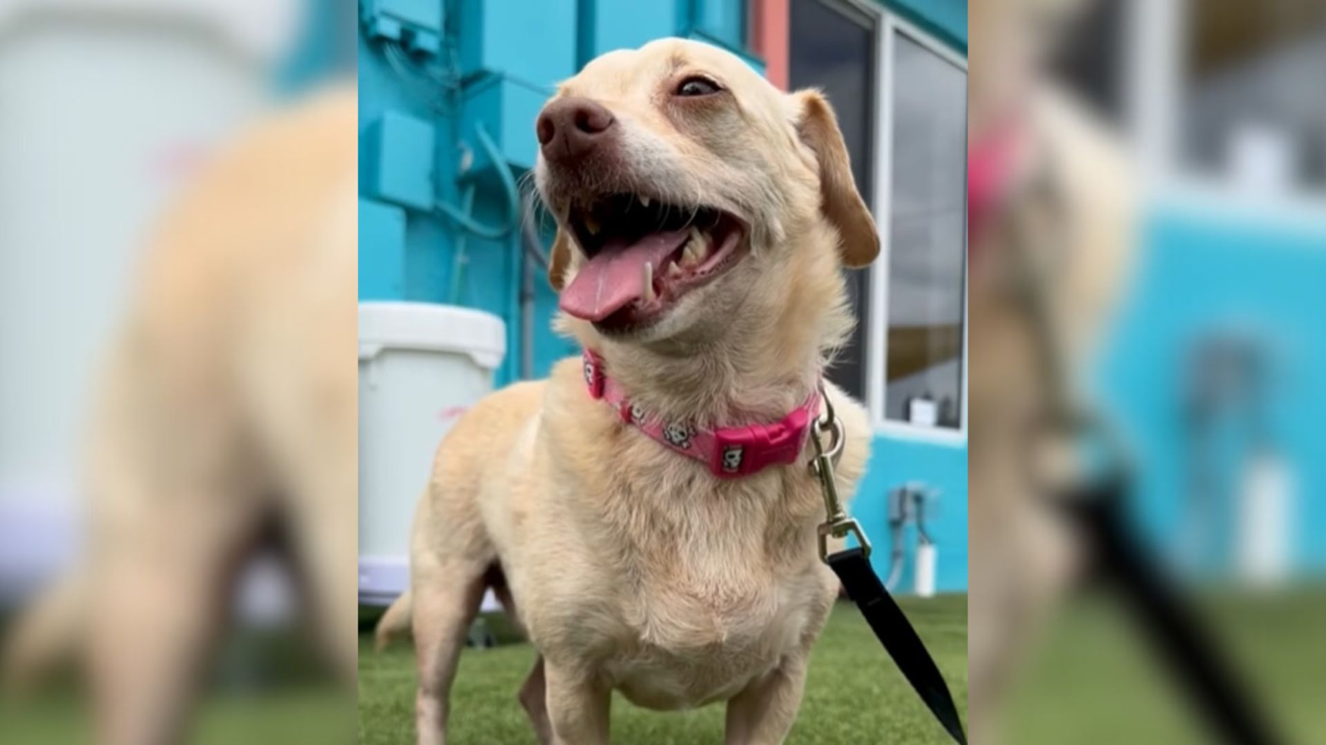 Mississippi Family Shocked After Their Missing Chihuahua Mix Is Found 5 Years Later In Florida