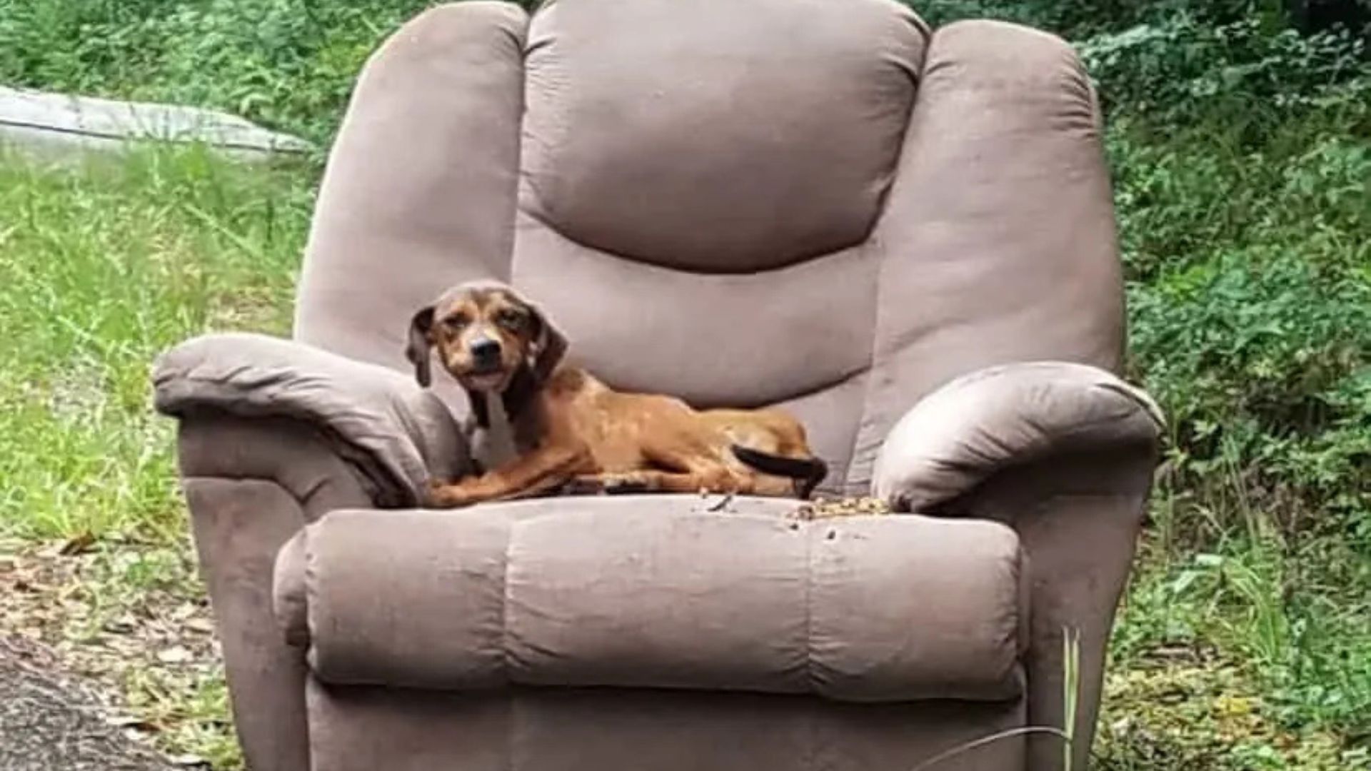 Mississippi Pup Found Guarding An Old Sofa Waits Faithfully For A Family That Never Returns