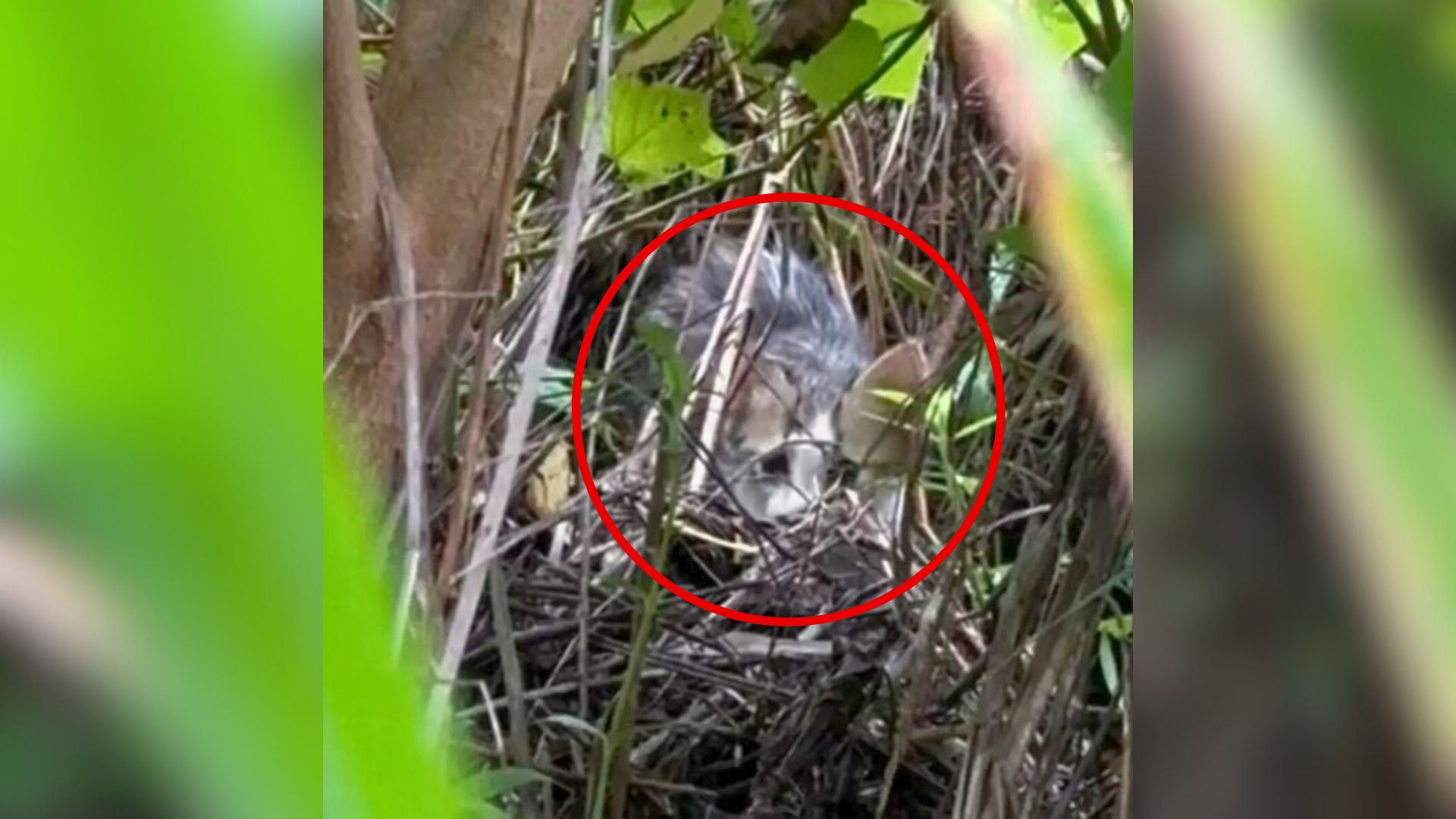 Mississippi Rescuers Follow Whimpers To A Heart-Stopping Discovery