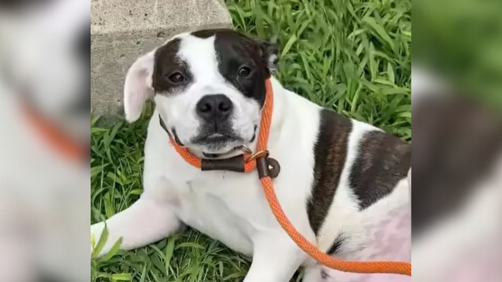 Missouri Dog Once Left Behind At A Stop Sign Discovers Endless Belly Rub Joy