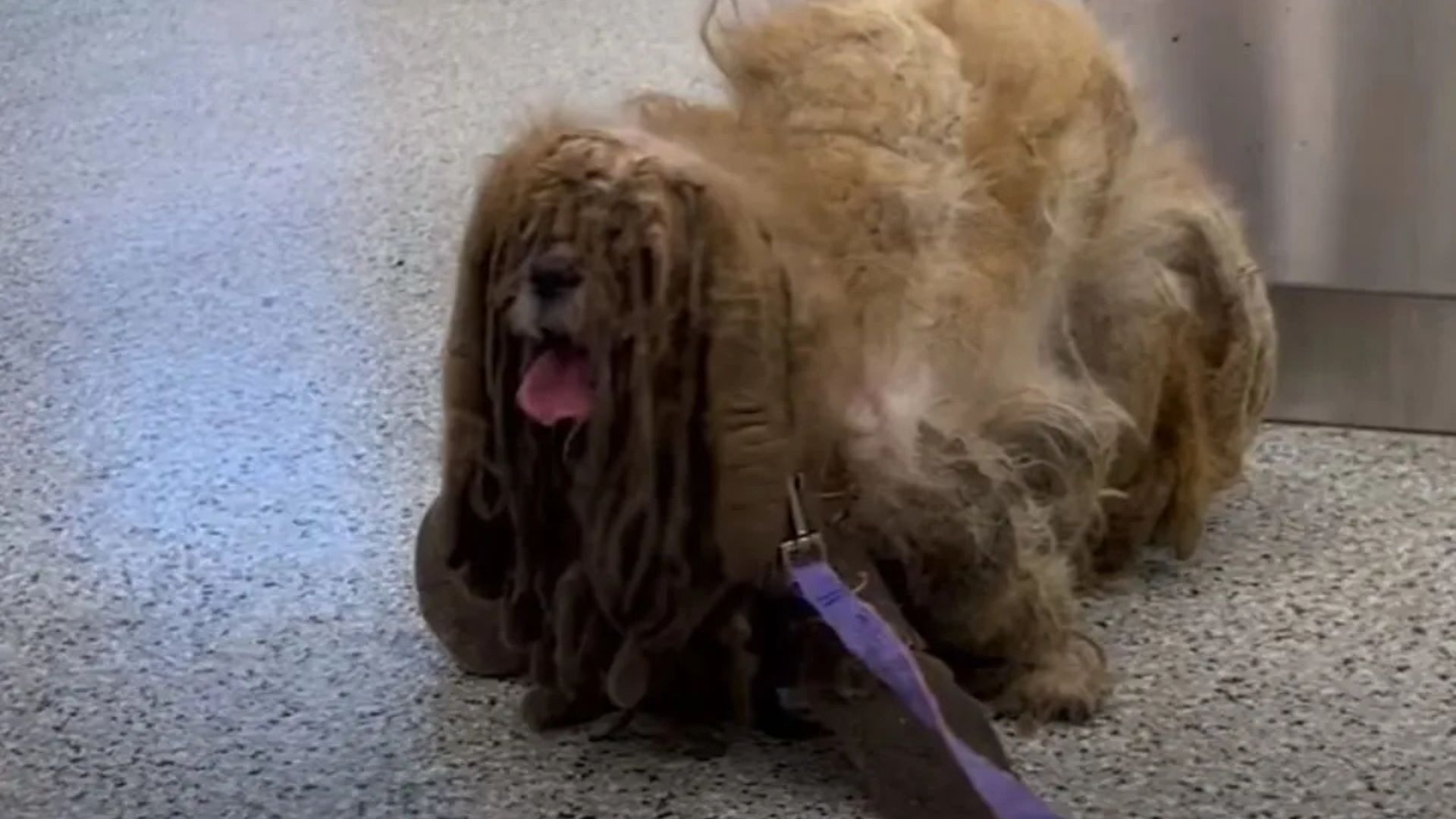 Missouri Dog Wanders Alone With A Burden