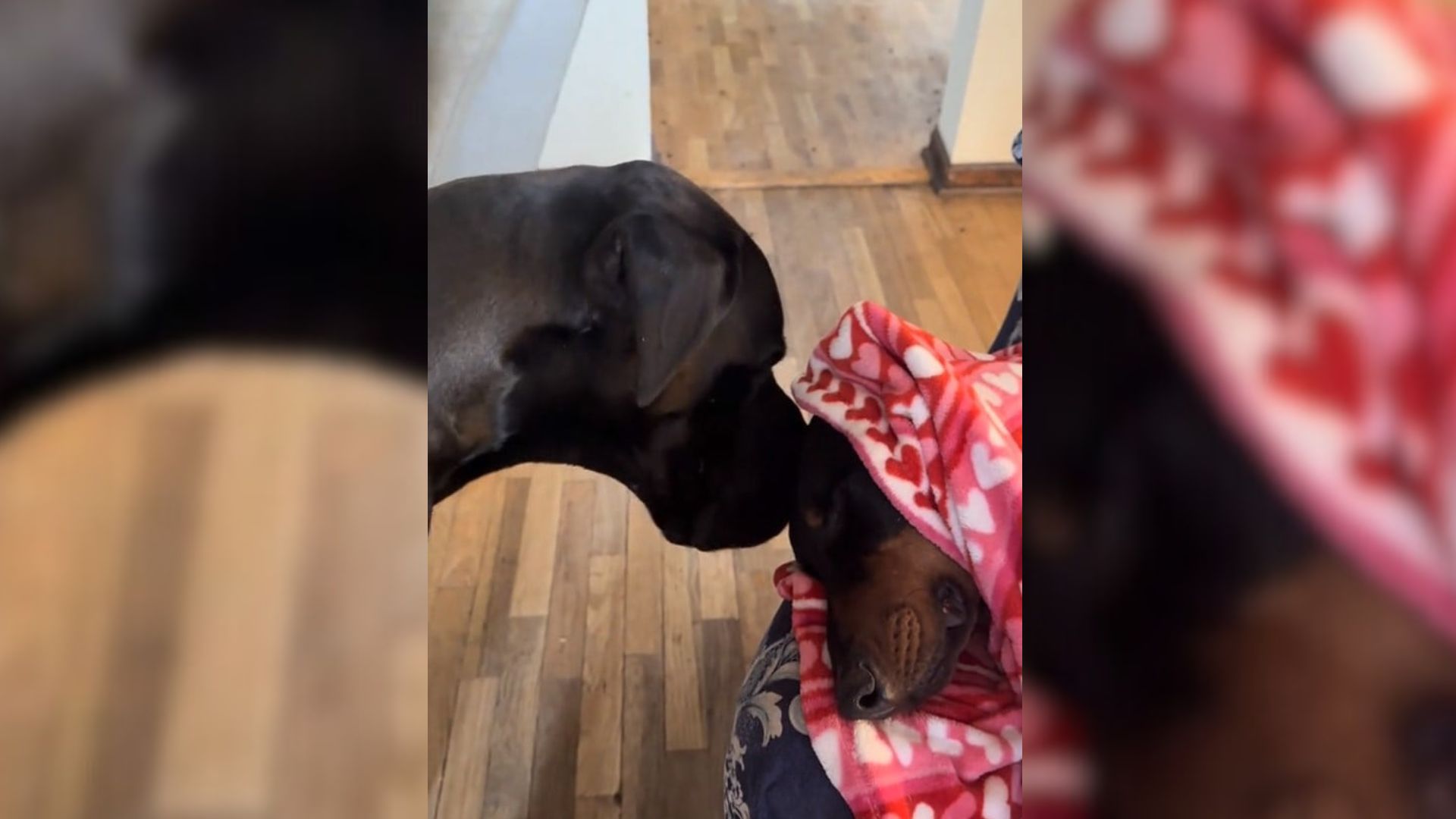 Missouri Great Dane Refuses To Rest Until He’s Sure His Sleeping Brother Is Safe