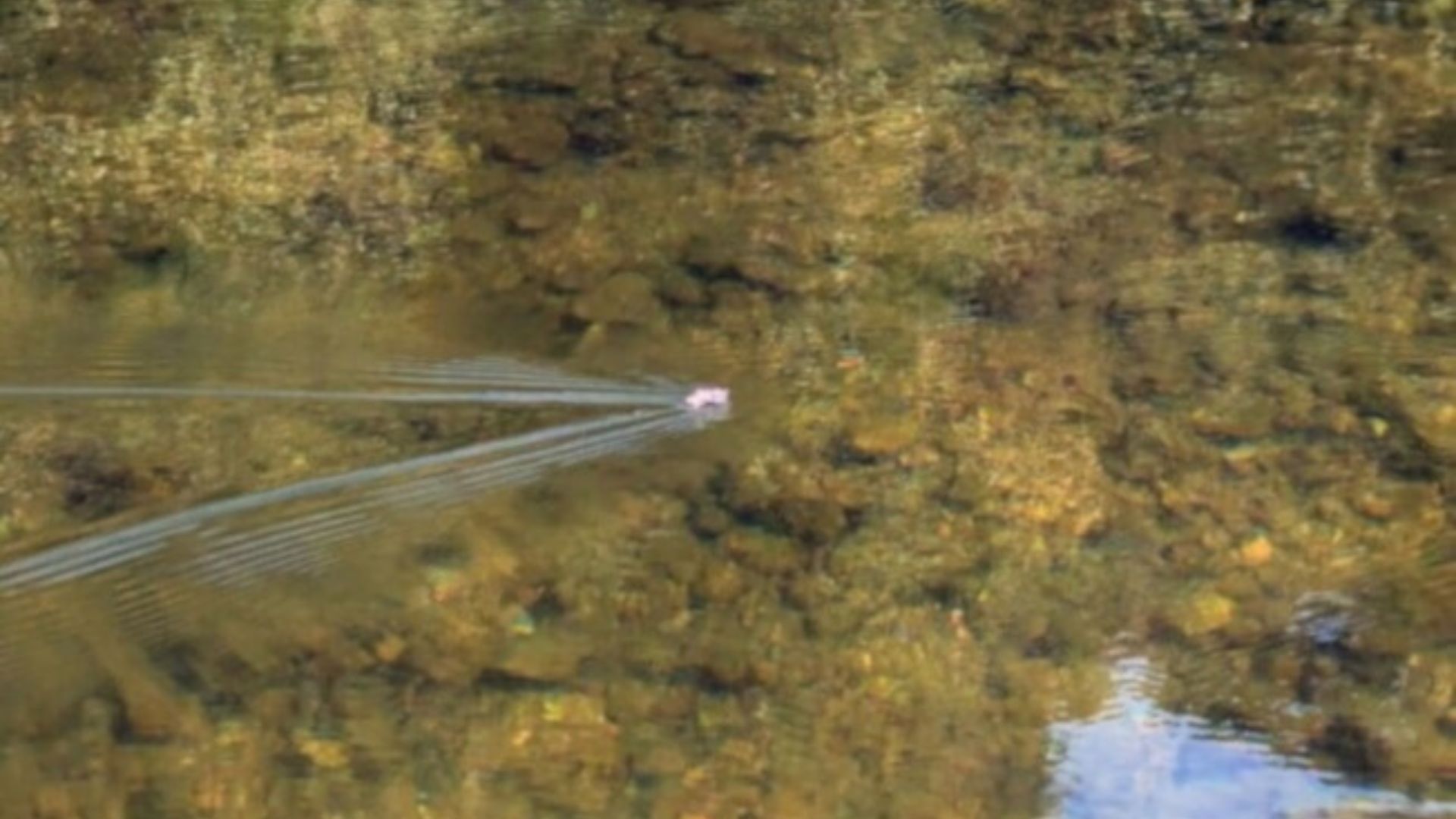 A spider on a board floats on water