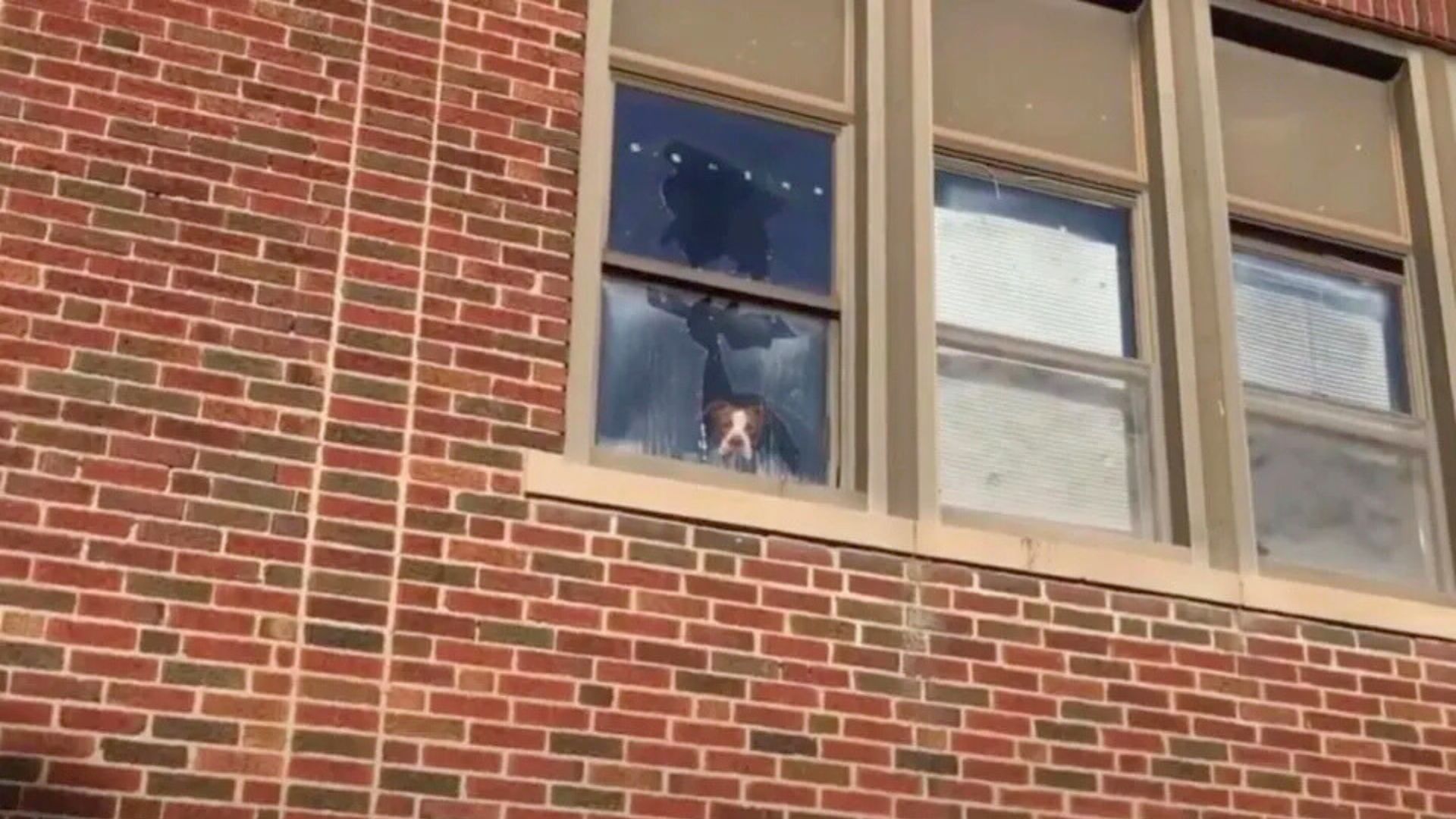 Missouri Pit Bull Survives Days In An Abandoned School And Finally Finds Hope