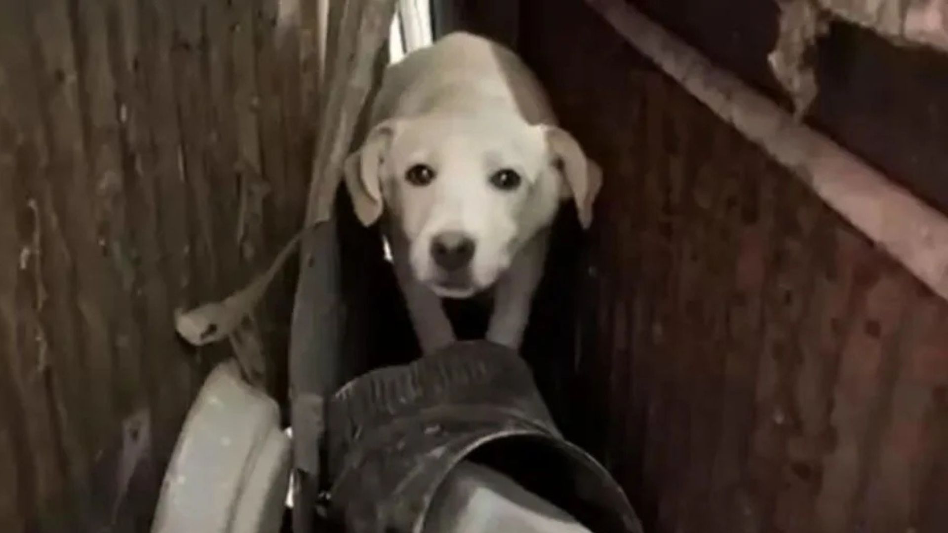 Missouri Pup Rescued With 18 Siblings Is Learning How To Be Brave In Shelter Life