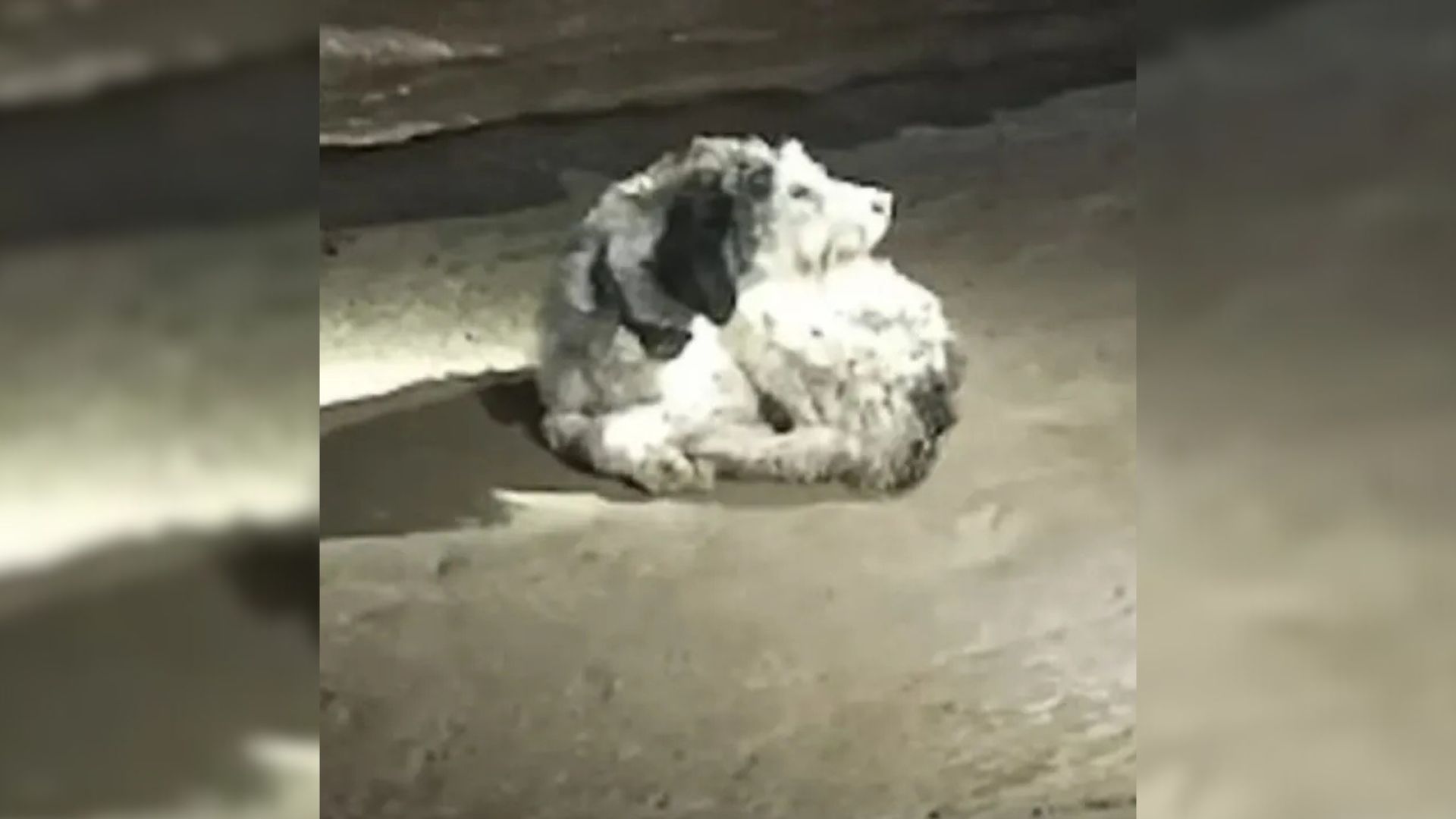 Missouri Pup Vanishes For Weeks And Is Found In The Most Unlikely Place