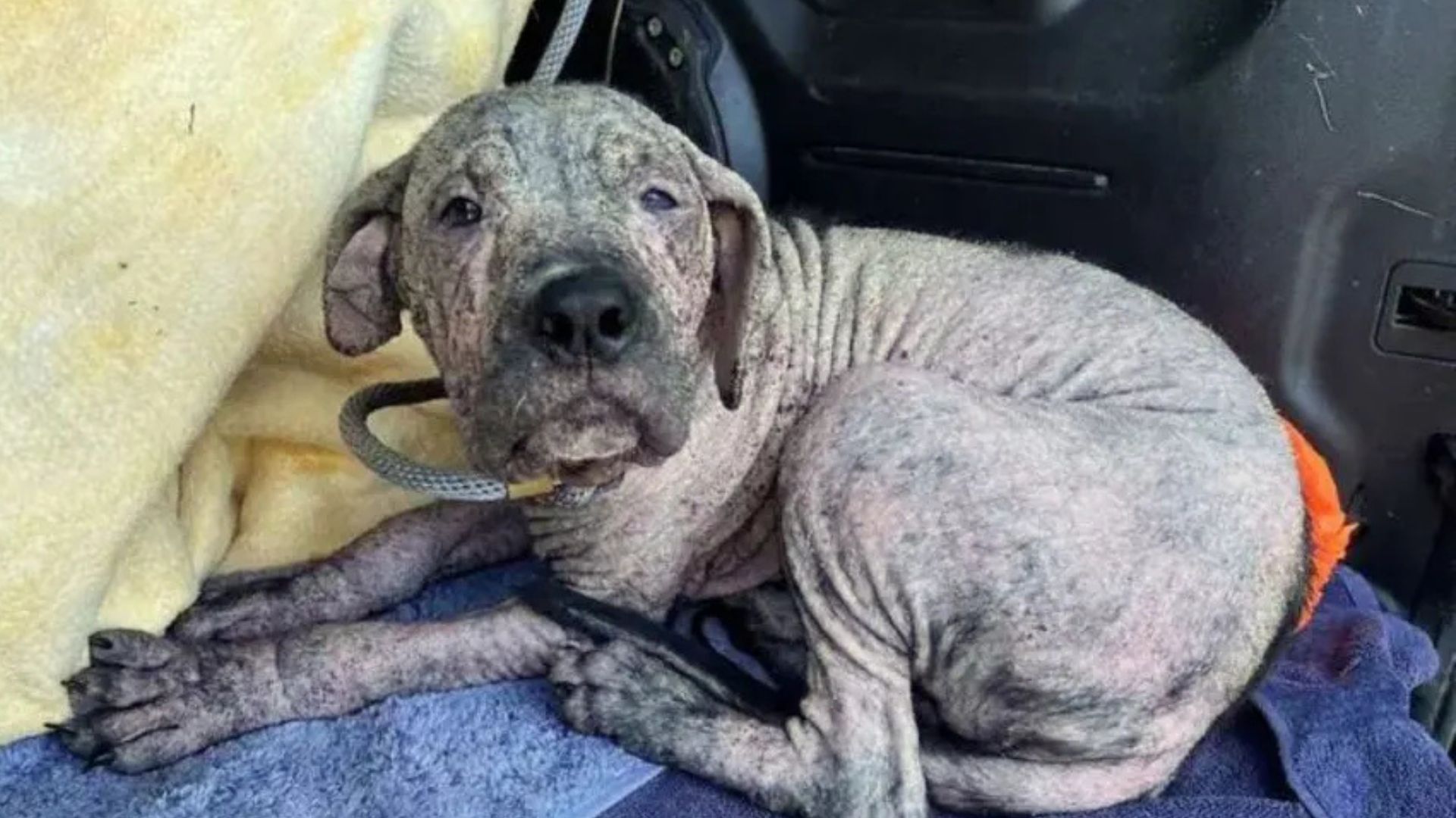 A hairless dog is lying in the car