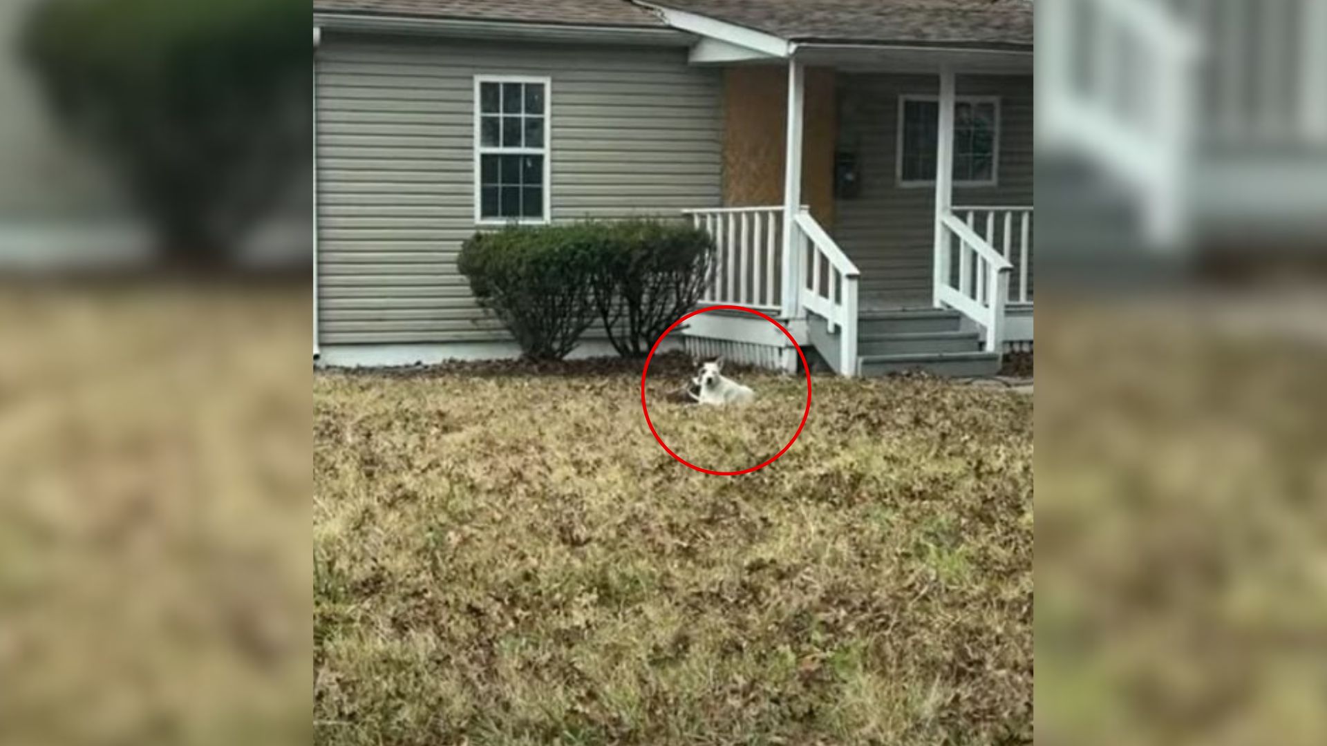 Missouri Rescue Team Finds Brave Mom Starving Yet Still Guarding Her Little Ones Near Empty House