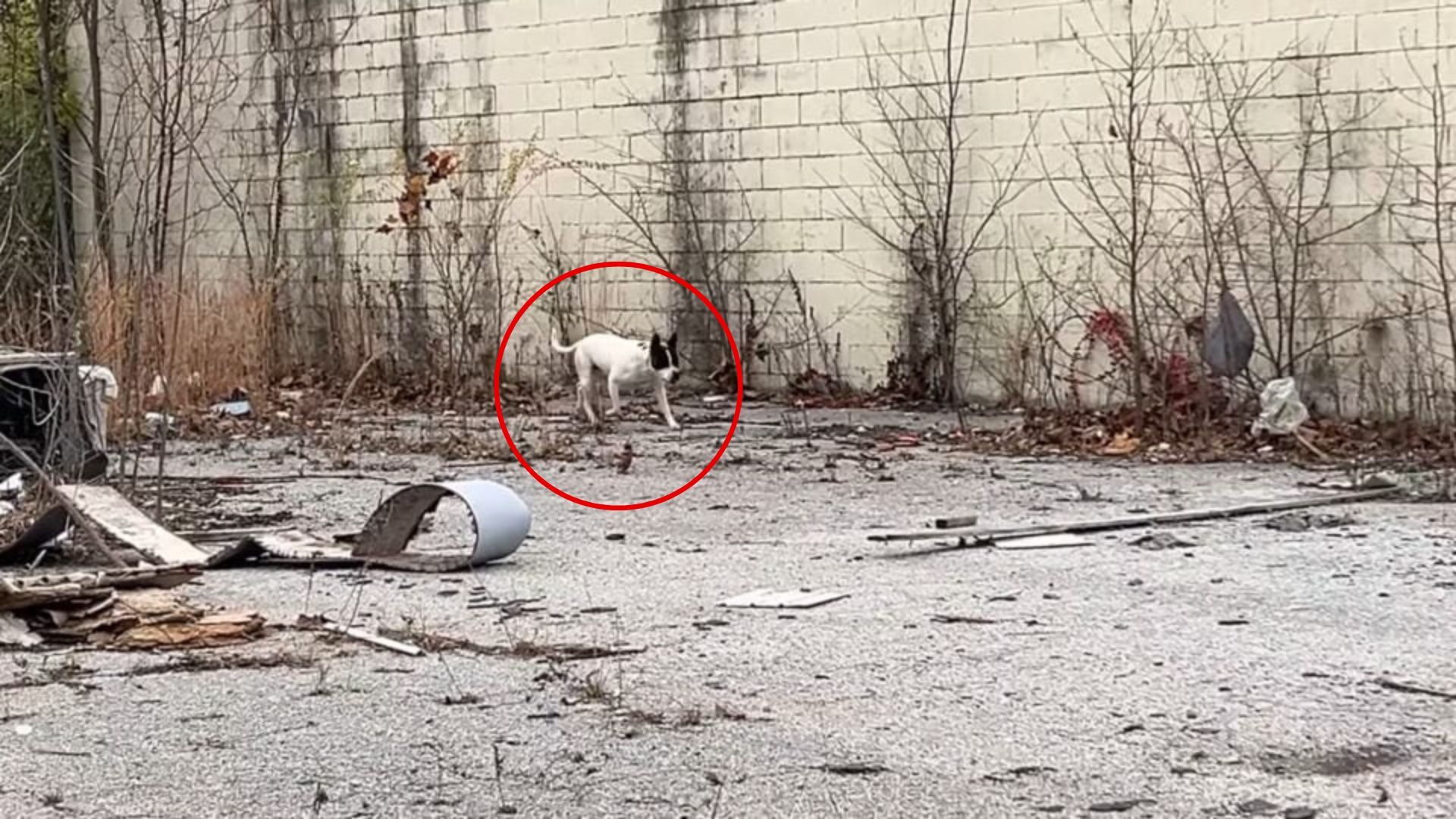 Missouri Rescuer Helps A Stray Dog Who Waited On The Streets For His Chance