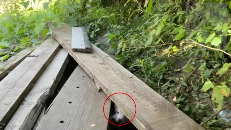 puppy under plank