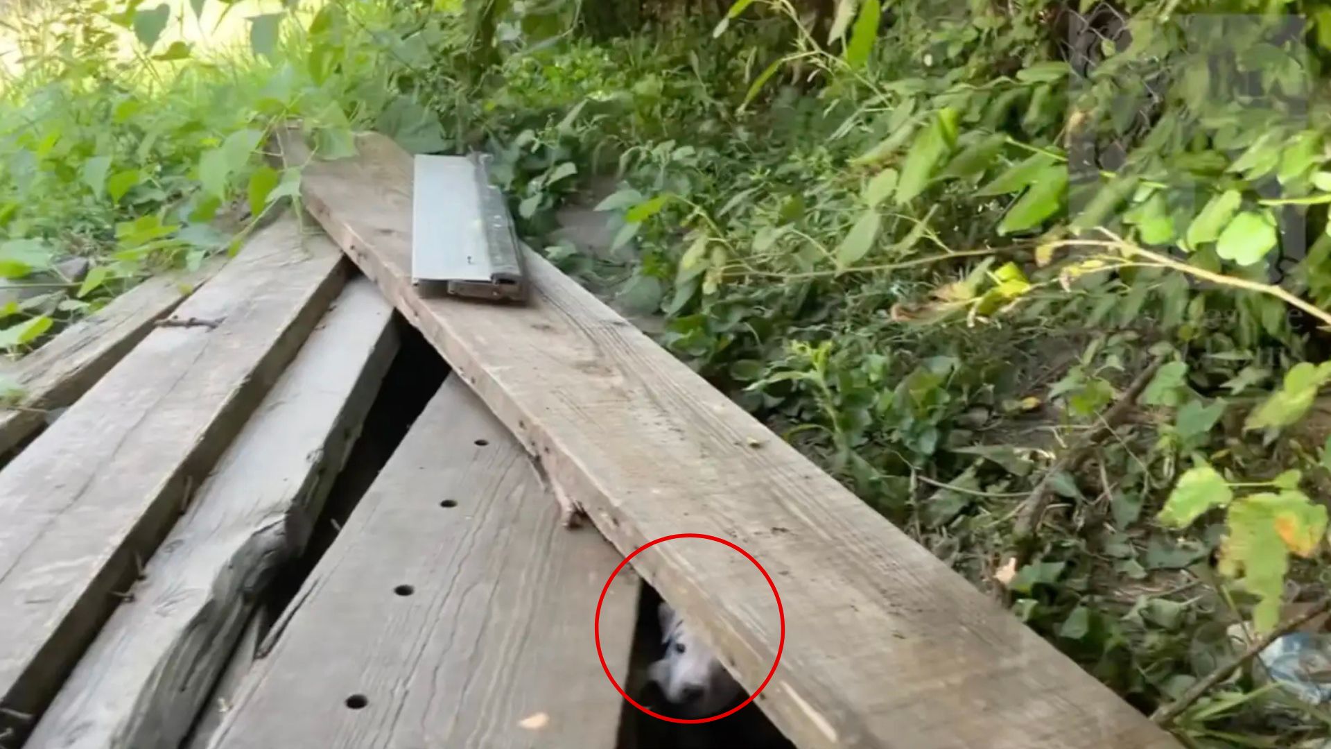 Missouri Rescuer Rushed To Help A Helpless Litter Of Puppies Only To Find Out Who Is Protecting Them